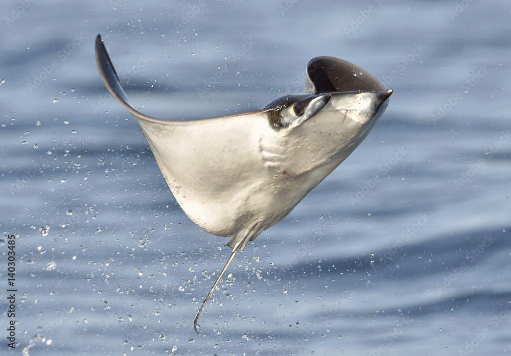 Mobula v2 hotsell