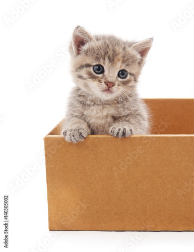 Cat in a box.