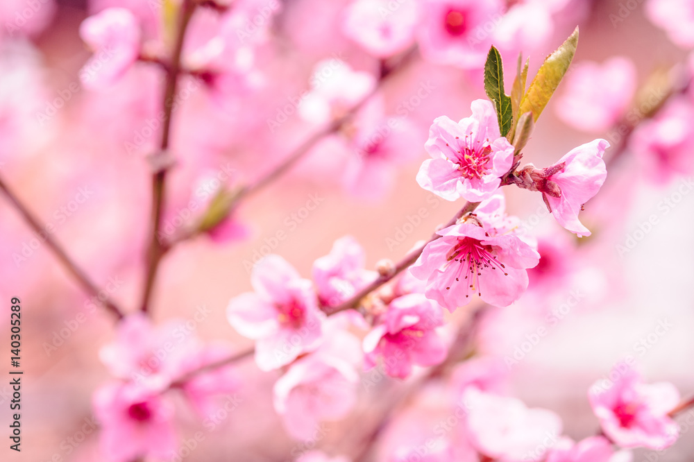 Close up photo of blossom cherry sakura tree
