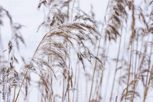 Common reed in icy cold winter. Frosty straw. Freeze temperatures in nature. Snowy natural environment background