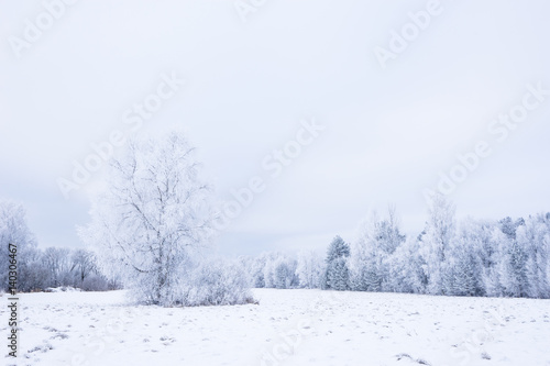 Icy cold winter in the forest. Frosty wood and ground.  Freeze temperatures in nature. Snowy natural environment. Trees, snow and sky. © Artenex