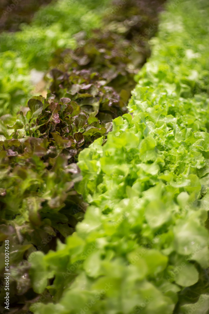 Fresh green and purple lettuce salad vegetable with bokeh, shallow depth of field Fresh green and purple lettuce salad vegetable with bokeh, shallow depth of field
