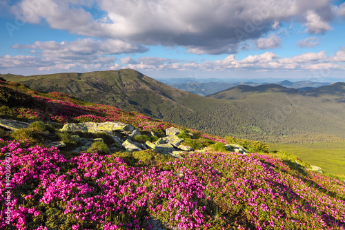 Marvelous pink rhododendrons on the mountains.