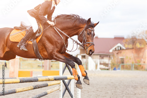 Bay horse with rider girl jump over the oxen on show jumping competition