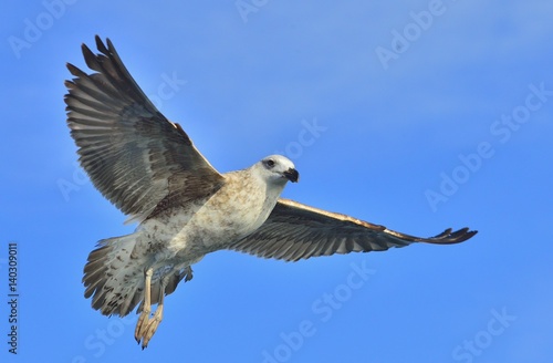 Flying Juvenile Kelp gull (Larus dominicanus), also known as the Dominican gull and Black Backed Kelp Gull. Blue sky natural background.