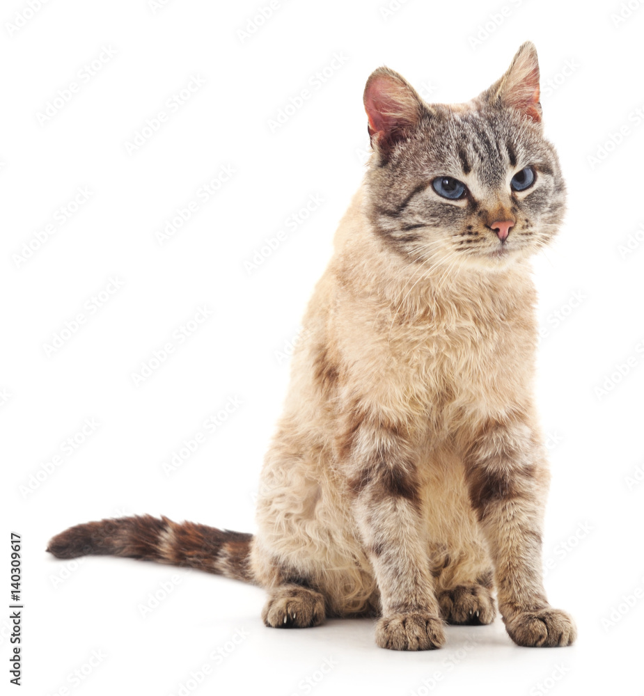 Obraz premium Wild cat.