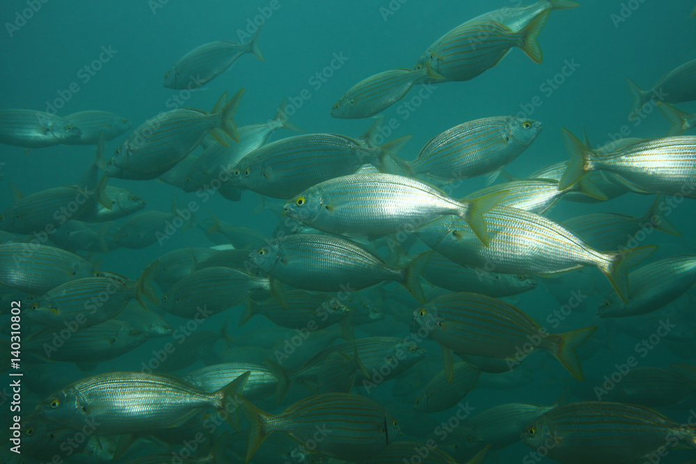 Obraz premium Selma porgy fish