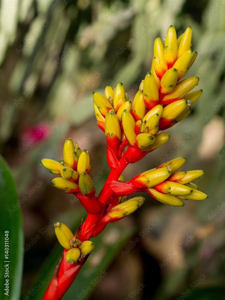 Bromelienblüte Bromelienblüte