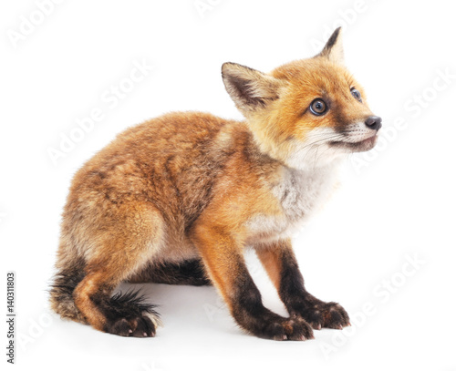 Little fox.
