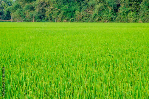 background cornfield . Green Terraced Rice Field in Thailand