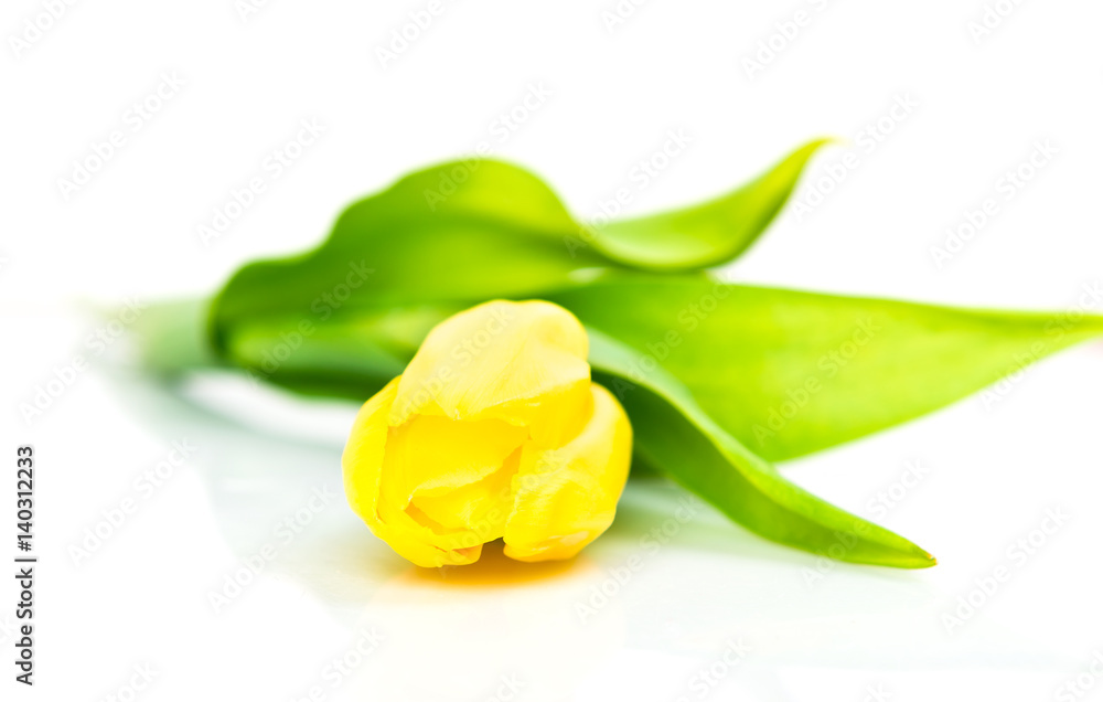 Yellow tulip with leave on a white backgroun Yellow tulip with leave on a white backgroun