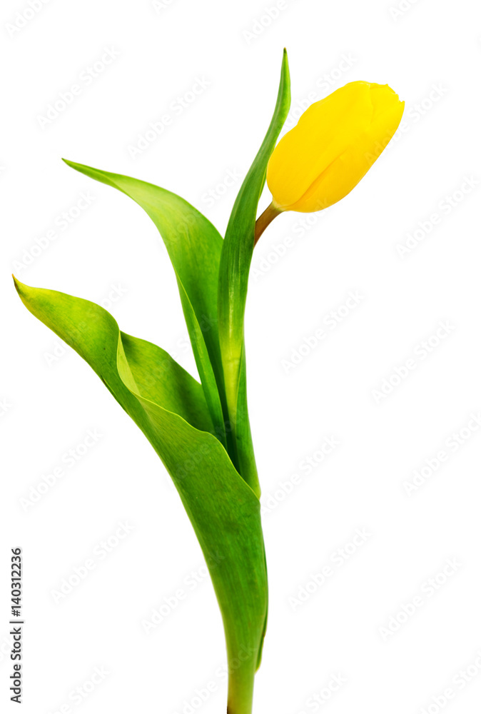Yellow tulip with leave on a white backgroun