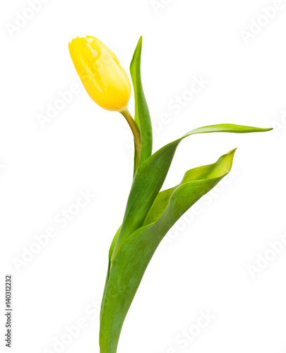 Yellow tulip with leave on a white backgroun