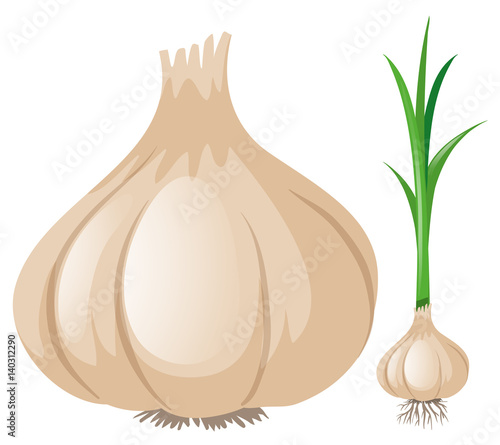 Fresh garlic on white background