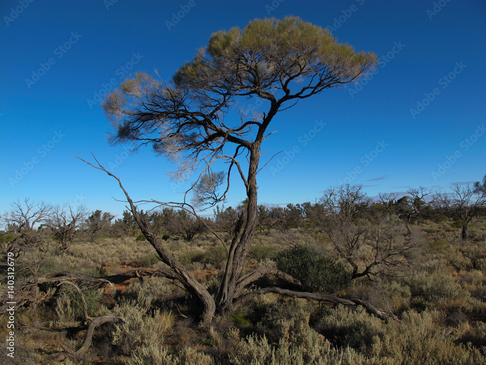 Fototapeta premium South Australian Outback