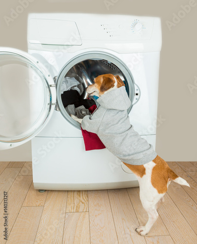 Adorable small dog put clothes to washing machine. Laundry and dry cleaning pet service. Sport relaxed style gray (grey) hoodie sweater with no image you can place your brand logo text