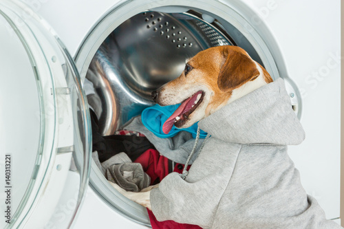 Smart dog with sport grey hood put clothes to washing machine.  Laundry and dry cleaning small helper pet service. Funny ad for your business © Iryna&Maya
