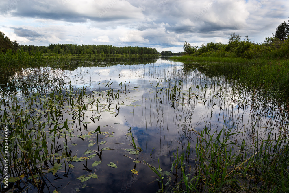 Obraz premium Forest Lake overgrown grass a summer day. Clouds are reflected in water.