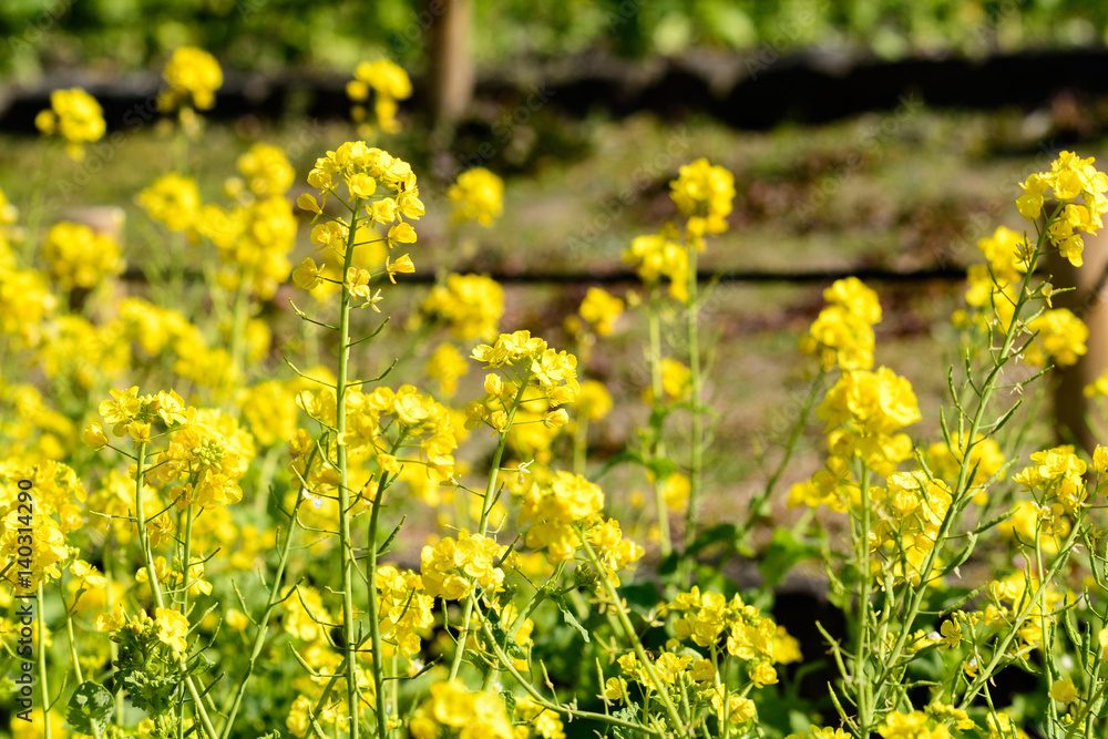 Fototapeta premium 公園の菜の花