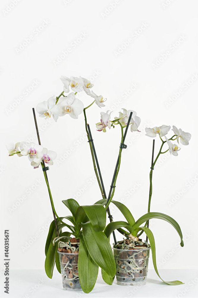 Two blossoming orchids on a gray background