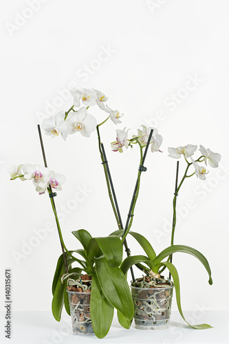 Two blossoming orchids on a gray background