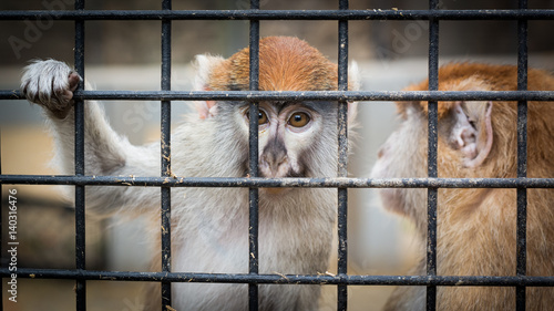 Monkey Park, Tenerife © Roman