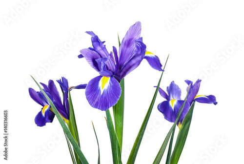 Irises flowers on white