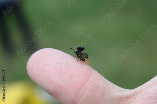 На взлет- маленький жук взлетает с руки