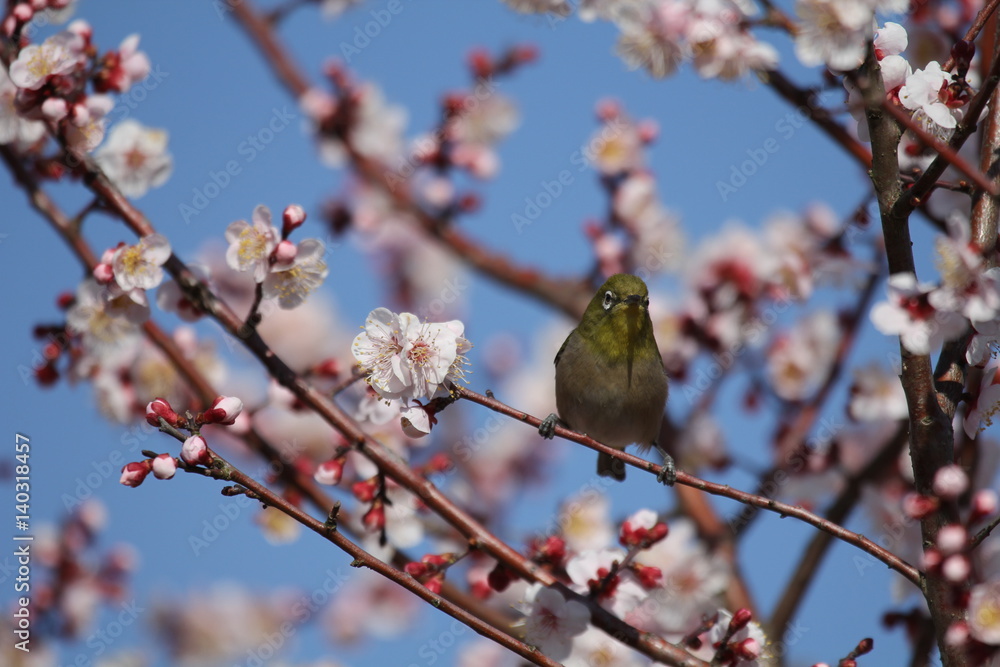 梅の花とメジロ 梅の花とメジロ