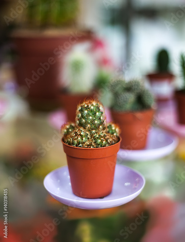 Cactus in the pot - prickly indoor flower © flipper1971