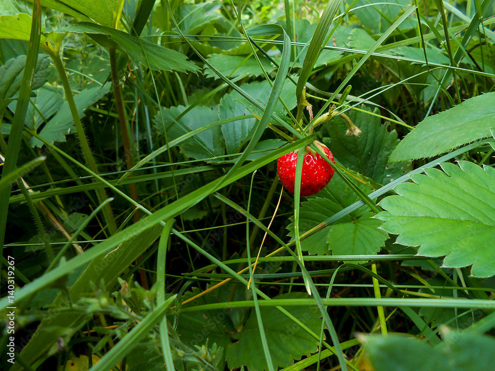 Strawberry on a branch in the grass Strawberry on a branch in the grass