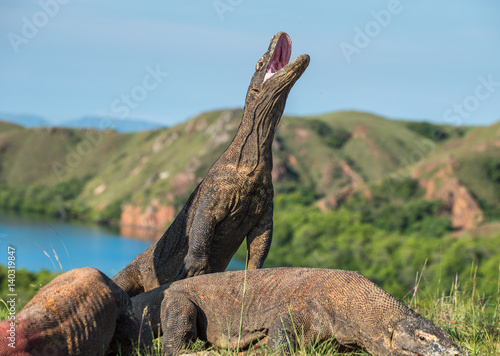 The Komodo dragon (Varanus komodoensis) stands on its hind legs and open mouth. It is the biggest living lizard in the world. On island Rinca. Indonesia. © Uryadnikov Sergey