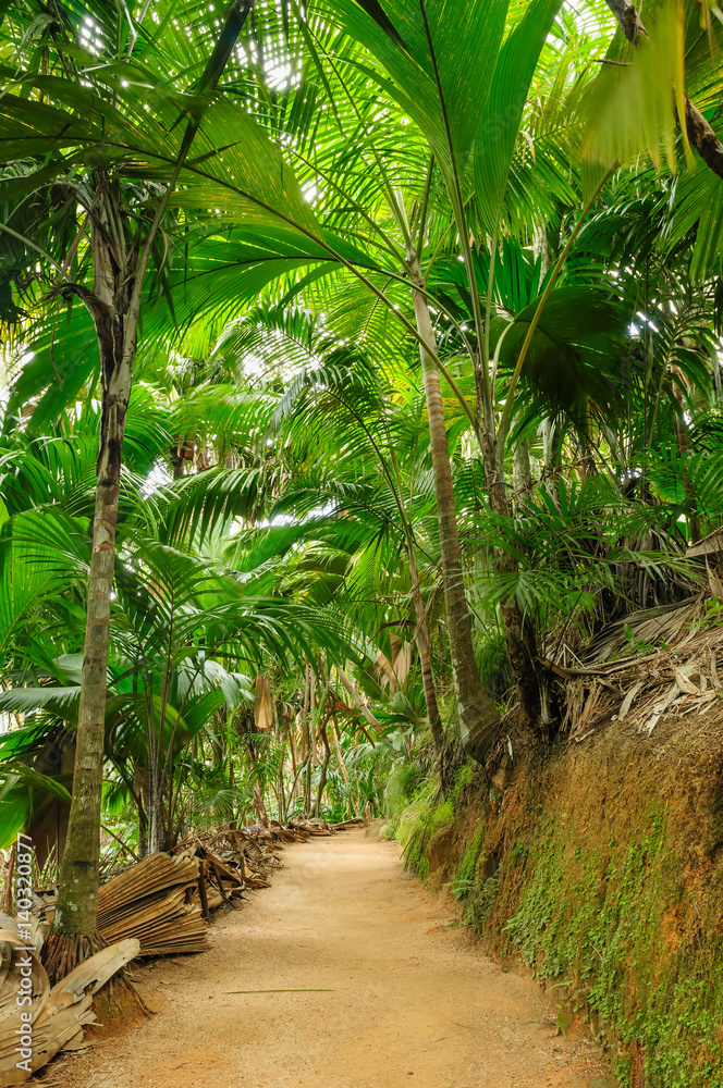 Fototapeta premium Rain forest of Valee de Mai