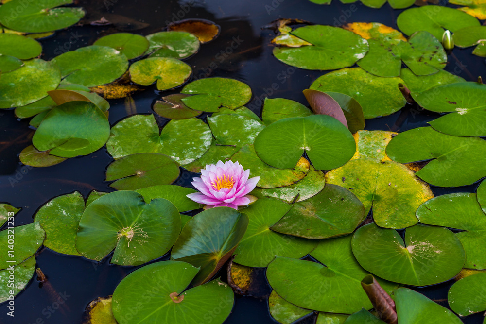 Lotus Lotus