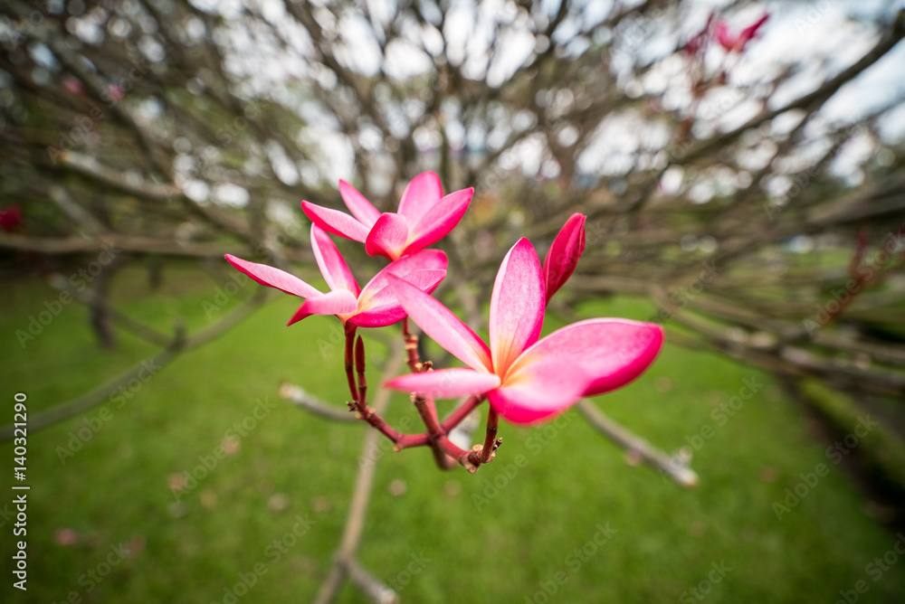 Fototapeta premium Plumeria flower pink and white frangipani tropical flower