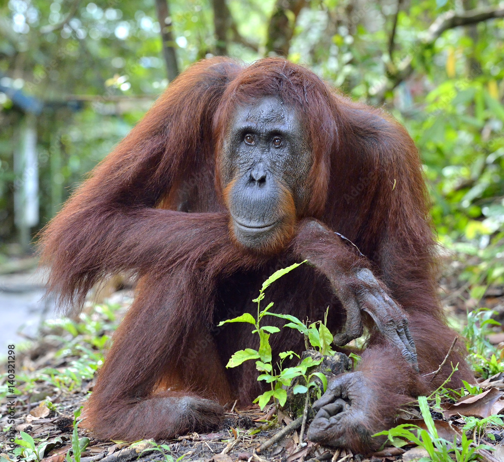 Fototapeta premium Close up Portrait of Bornean orangutan in the wild nature. Central Bornean orangutan ( Pongo pygmaeus wurmbii ) in natural habitat. Tropical Rainforest of Borneo.Indonesia