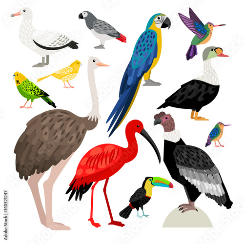 Beautiful set of colored birds:albatross, colibri, toucan, parrot, ostrich, condor, ibis, eider, canary photo