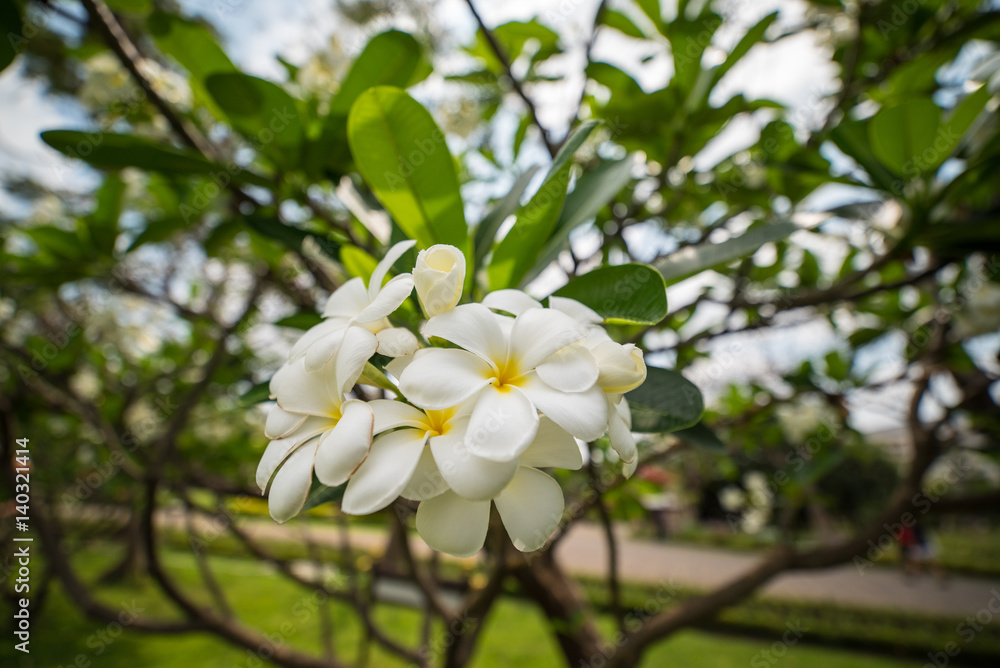 Plumeria flower pink and white frangipani tropical flower Plumeria flower pink and white frangipani tropical flower