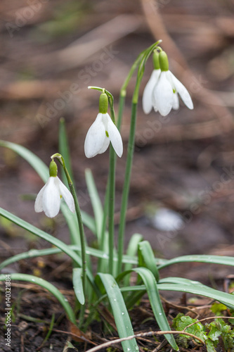 Snowdrops in the wild forest tree bed indicate coming of spring.
