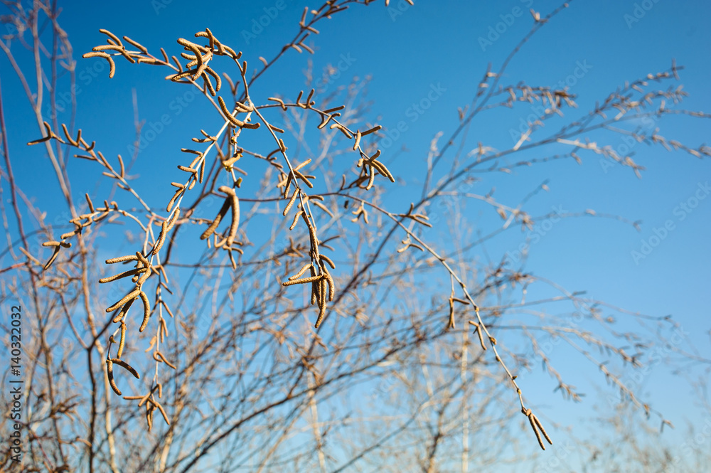 kidney blossoms on a branch against the blue sky kidney blossoms on a branch against the blue sky