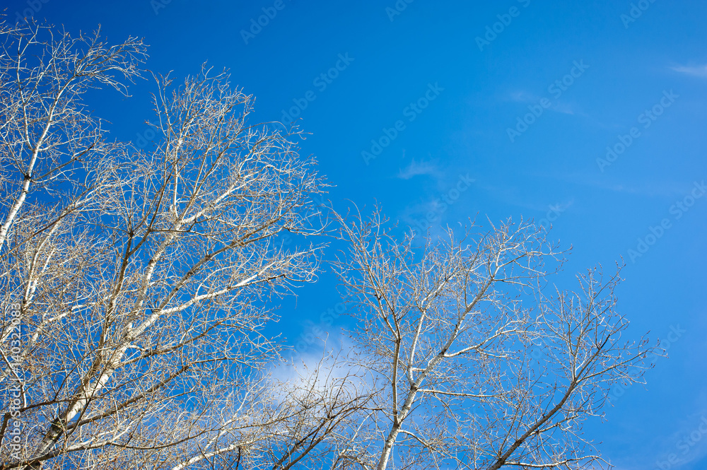 kidney blossoms on a branch against the blue sky kidney blossoms on a branch against the blue sky