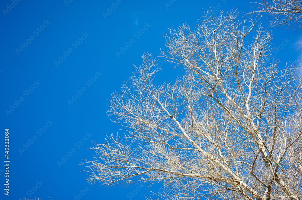 kidney blossoms on a branch against the blue sky kidney blossoms on a branch against the blue sky