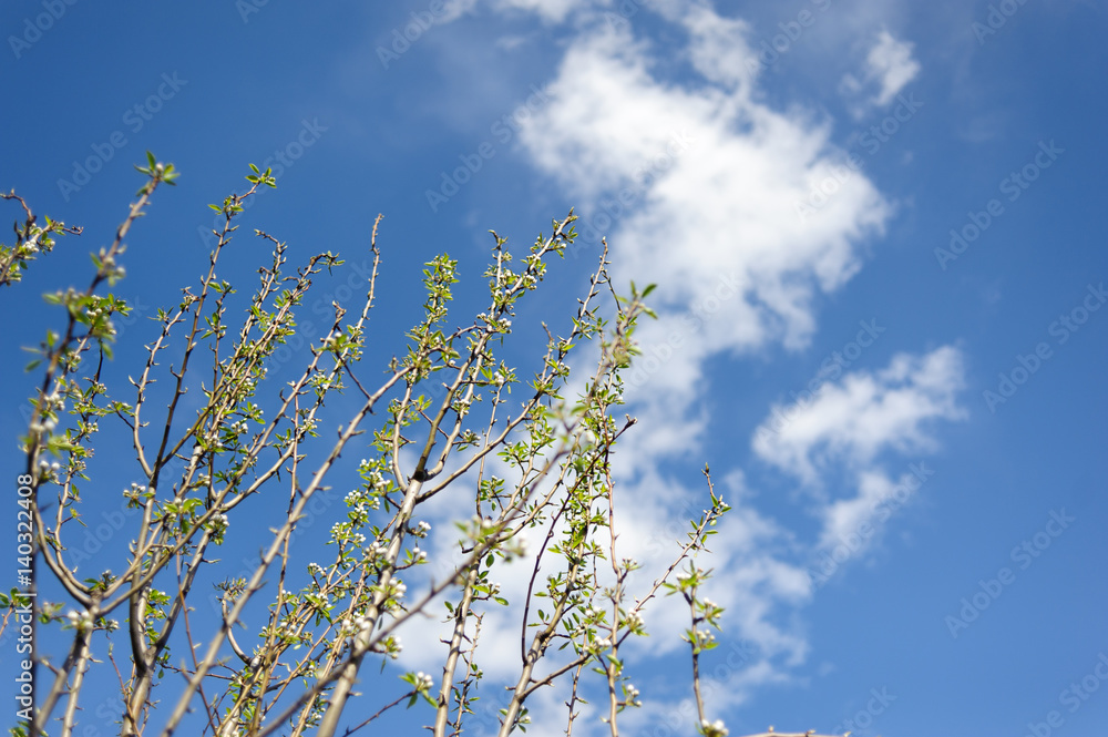 blooming tree branch against the blue sky