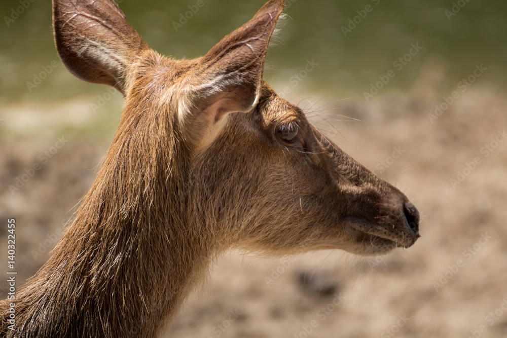 Portrait of deer from Thailand
