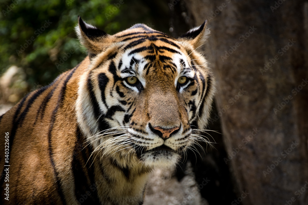 Portrait of a tiger alert and staring at the camera Portrait of a tiger alert and staring at the camera