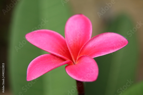 selective focus beautiful pink flower