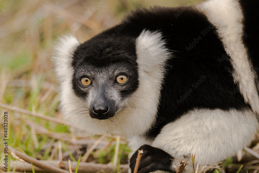 Fototapeta premium Black-and-white ruffed lemur (Varecia variegata) on ground. Critically endangered lemur endemic to the island of Madagascar, and the largest extant member of the family