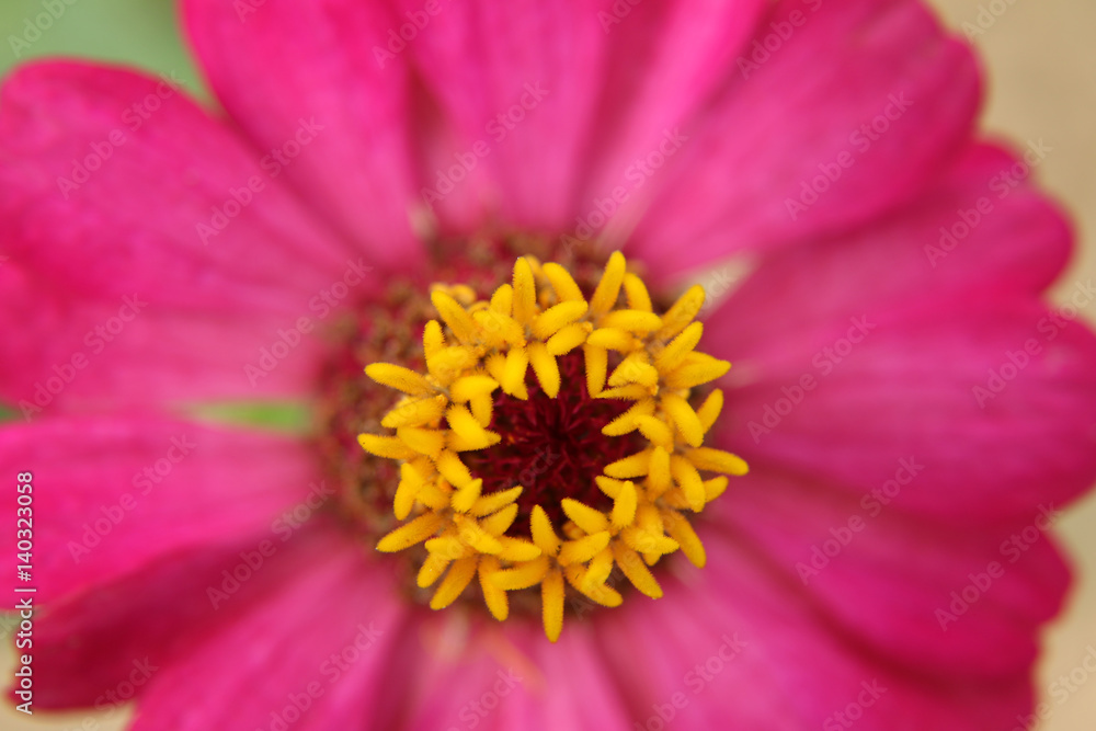 selective focus beautiful pink flower selective focus beautiful pink flower