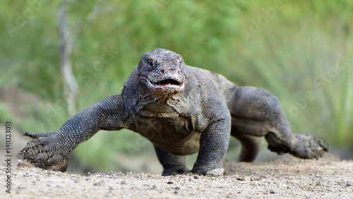 Attack of a Komodo dragon. The dragon running on sand. The Running Komodo dragon ( Varanus komodoensis ) .  Is the biggest living lizard in the world.  On island Rinca. Indonesia.