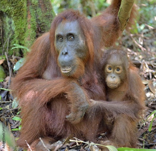 Mother orangutan and cub in a natural habitat. Bornean orangutan (Pongo pygmaeus wurmmbii) in the wild nature. Rainforest of Island Borneo. Indonesia.